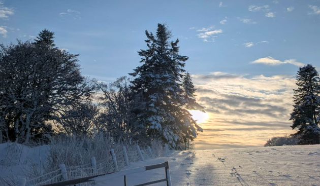 scenic winter landscape of snow-covered pine trees and a bright sun in the Scottish Highlands, representing the beauty of home education in Scotland.